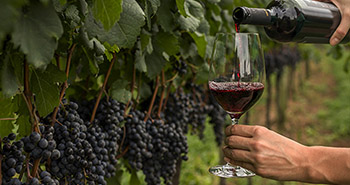 Cómo enfrenta el mundo del vino la pandemia del coronavirus