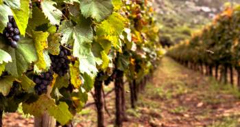 encuentro-regional-del-norte-bodegas-y-productores-adopten-practicas-y-estrategias-sostenibles