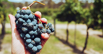 prensas-neumaticas-para-viticultores