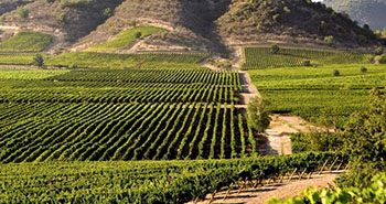 sistema-haccp-en-el-sector-vitivinicola